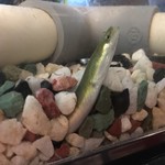 八べえ - 1歳半のうなぎ