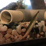 八べえ - 1歳半のうなぎ