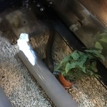 八べえ - 4歳のうなぎ