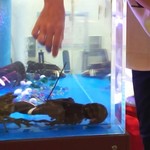 川崎海老バル - 水槽から手づかみで