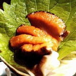 KAKIYA シェル＆シュリンプ - 