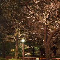 unito - 窓からの桜