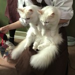 Cat Cafe てまりのおうち - 軽やかに戯れるしなもん&ろーる