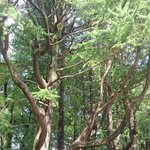 Hibiya Tainan Hanten - 巨大な木。食べられません。