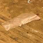 鮓 きずな - 明石のひらめ