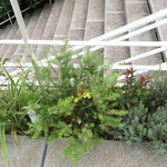 ル・ミリュウ - 植栽がお洒落〜♬