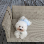 ル・ミリュウ - ドッグ・フレンドリー