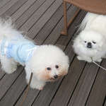 ミルフィーの足にご注目！