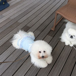 ル・ミリュウ - 白２匹