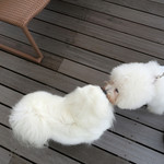 ル・ミリュウ - 初めまして〜 ♡