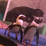 ペンギンのいるダイニングバー沖縄 - 