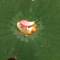 本湖月 - 