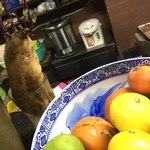 おでん律ちゃん - 果物を見下ろしている薩摩芋