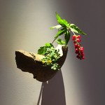 ゼンカフェ - 廊下の花