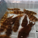 水月 - 届いたばかりのイカ