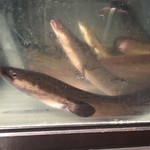 にょろ助 瓢六亭 - 長良川の天然鰻