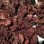 にょろ助 瓢六亭 - 大紫杏茸