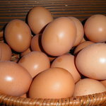 但熊 - 今年の卵は粒揃い　卵が良く冷えています、卵表面のザラツキ、新鮮卵の証明です。