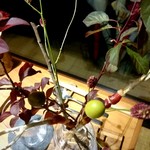 セララバアド - イケバナ