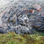 清里高原ホテル - 