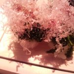 鮨げん家 - 海ぶどう