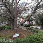 リストランテ シーヴァ - 桜のプロムナード