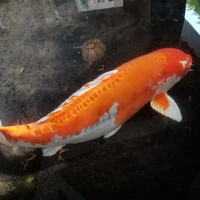 浅草むぎとろ 本店 - 大きな鯉が泳いでいます