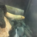 鰻はし本 - 今日の池神様