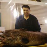 鮨処 多田 - クエ 43㎏ 2015年10月