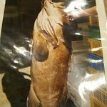 鮨処 多田 - クエ 43㎏ 2015年10月