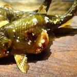 御料理 光安 - ＊焼き加減、振り塩の塩梅もよく、卵まで美味しい。