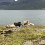 ラムハウス・ケケレ - アイスランドの羊さん（デューピヴォーグル付近）