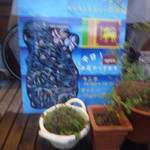 サヒルイチナナ - 