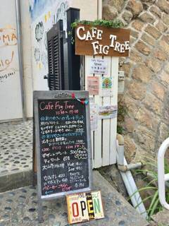 Cafe fig tree - 