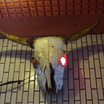 一条流がんこ総本家分家四谷荒木町 - 