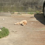 Rapisu - 犬が寝ていました 2011.4