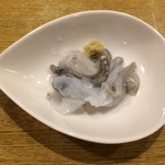 春のお店 - アオリイカ：お造里