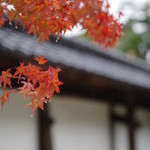 つづき - 御所の紅葉