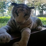 ハングリータイガー - 再登場（笑）、待合室の虎。