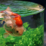 洋食 おがた - アートアクアリウム京都城～京都・金魚の舞～☆