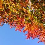 治部坂高原ジャム工房 - 治部坂高原の紅葉