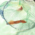 博多の砦 しゃぶしゃぶ・水炊き・もつ鍋 鍋やなだ山 - 