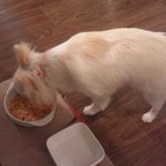 トイズ カフェ - ドッグパスタを食べるこぽち