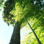 安寧 - 　秋でもこの木は青々としています