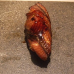 寿し おおはた - 