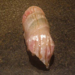 寿し おおはた - 