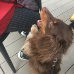 スターバックスコーヒー - 