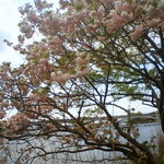 Wafuu resutoram minota - 手賀沼大橋と八重桜