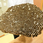 柚木元 - 蜂のさなぎはこの巣から