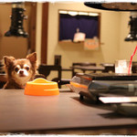 牛たん よし田 - 一階の一部と二階席がワンちゃん同伴OK！